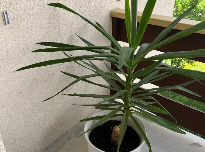 Annelise * Leukerbad